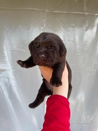 Labrador cuccioli