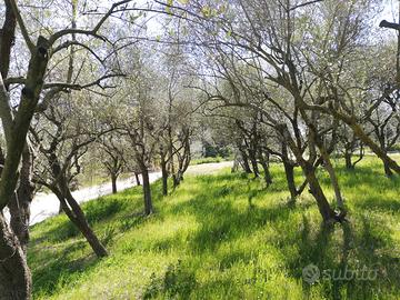 Piante grandi di ulivi