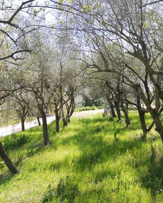 Piante grandi di ulivi