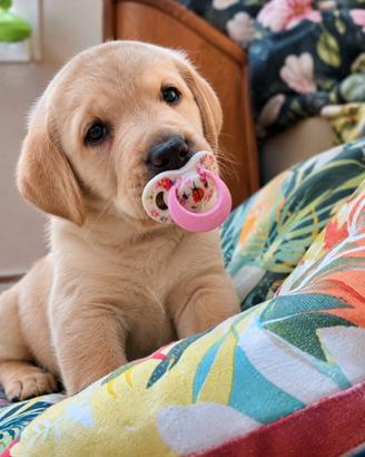 Labrador