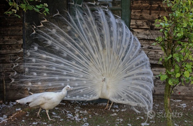 Pavone bianco: adulto