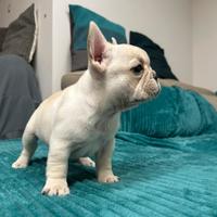 Cucciola bulldog Bouledogue francese crema