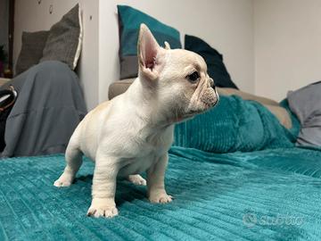 Cucciola bulldog Bouledogue francese crema