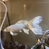 Carpa Butterfly Koi