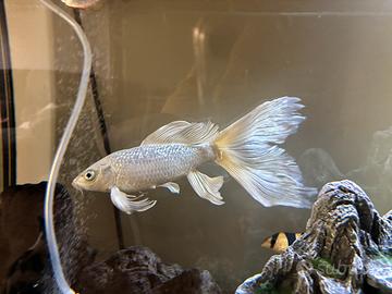 Carpa Butterfly Koi