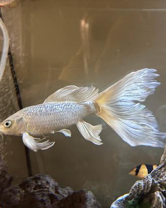 Carpa Butterfly Koi + 2 pesci rossi