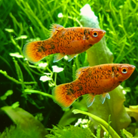 Platy Variegato