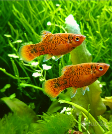 Platy Variegato