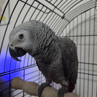 Cenerino coda rossa parlante