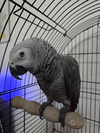 Cenerino coda rossa parlante