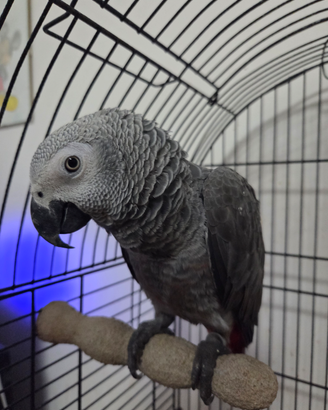 Cenerino coda rossa parlante