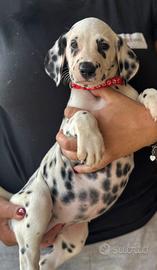 Dalmata femmina