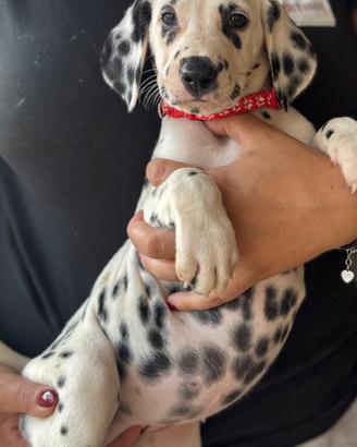 Dalmata femmina