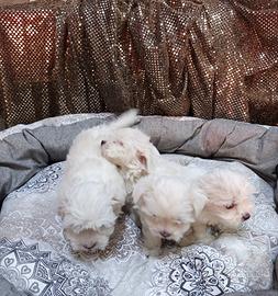 Cuccioli di Maltese