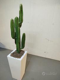 pianta di cactus finta con vaso per casa 