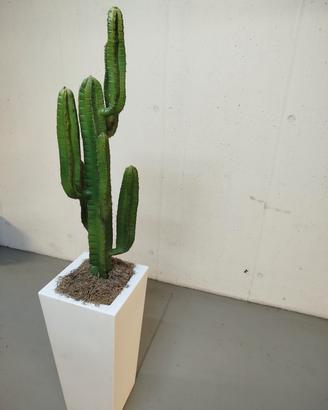 pianta di cactus finta con vaso per casa 