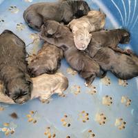 Cuccioli di cane corso