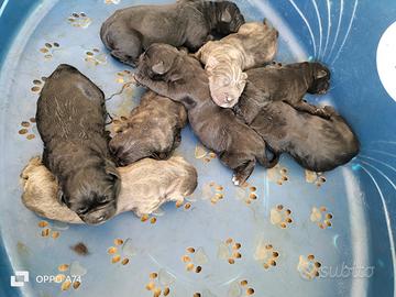 Cuccioli di cane corso