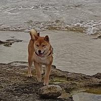 Shiba Inu per monta