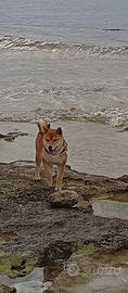 Shiba Inu per monta