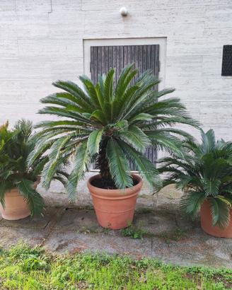 Bellissime Piante di Cycas revoluta (Palma Sago)
