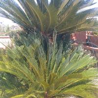  Cycas revoluta , Dasylirion longiss. e Araucaria 