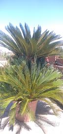  Cycas revoluta , Dasylirion longiss. e Araucaria 