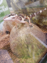 Geco Leopardino