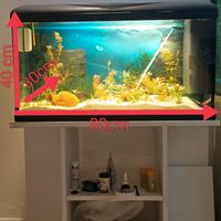 Acquario