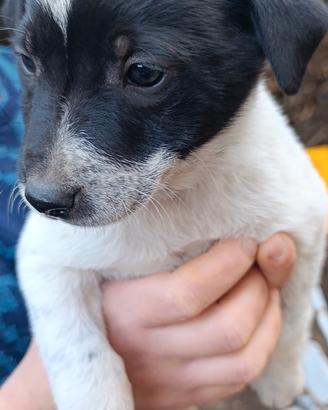 Cagnolini
