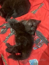 Cuccioli di gatto