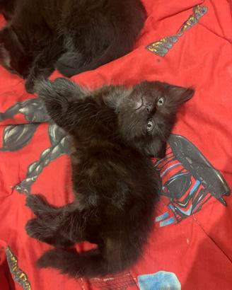 Cuccioli di gatto