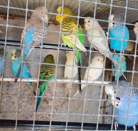 Cocorite e inseparabili