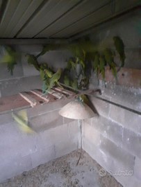 Parrocchetti dal collare