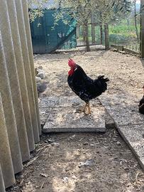 Gallo Ancona