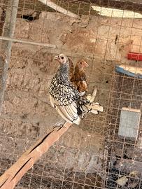 Galline