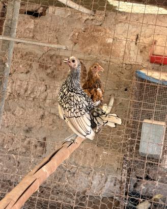 Galline