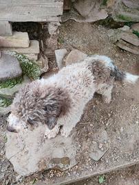 Lagotto