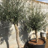 PIANTE DI ULIVO OTTIME OLIO E E TAVOLA