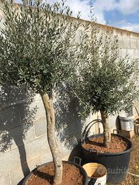 PIANTE DI ULIVO OTTIME OLIO E E TAVOLA