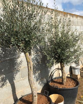 PIANTE DI ULIVO OTTIME OLIO E E TAVOLA