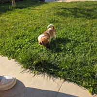 Cucciola Jack russell