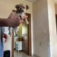 Cuccioli di chihuahua