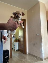 Cuccioli di chihuahua