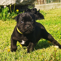 Staffordshire bull terrier . All. Le corti Bayron