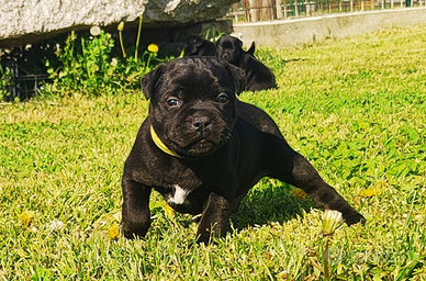 Staffordshire bull terrier . All. Le corti Bayron