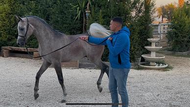 Cavallo arabo