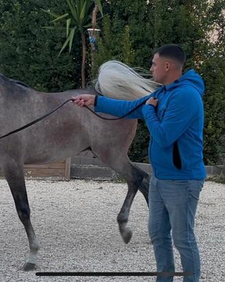 Cavallo arabo