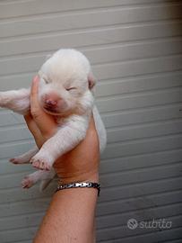 Akita inu