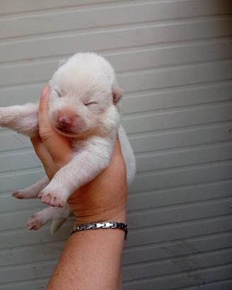 Akita inu